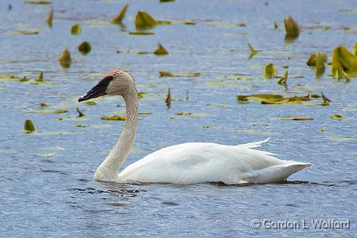 Swan On The Swale_25035BF.jpg - Photographed at Smiths Falls, Ontario, Canada.